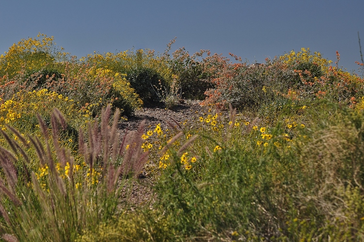 wildflowers
